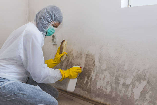 Best Mold Removal for HVAC Installations  in Steele Creek, AK